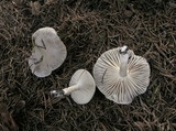 Hygrophorus agathosmus image
