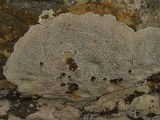 Pertusaria plittiana image