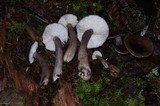 Lactarius pseudomucidus image