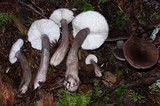 Lactarius pseudomucidus image