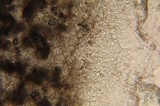 Lactarius pseudomucidus image