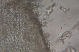 Lactarius pseudomucidus image