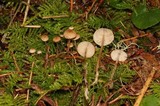 Baeospora myosura image