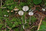 Baeospora myosura image