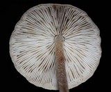 Baeospora myosura image
