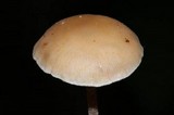 Baeospora myosura image