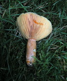 Lactarius deterrimus image