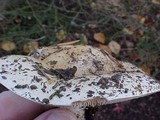 Hebeloma crustuliniforme image
