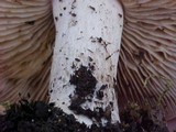 Hebeloma crustuliniforme image