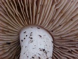 Hebeloma crustuliniforme image