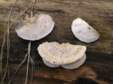 Postia tephroleuca image
