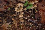 Psilocybe pelliculosa image
