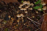 Psilocybe pelliculosa image