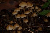 Psilocybe pelliculosa image