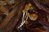 Psilocybe pelliculosa image