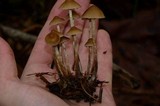 Psilocybe pelliculosa image
