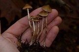 Psilocybe pelliculosa image
