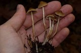 Psilocybe pelliculosa image