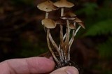 Psilocybe pelliculosa image