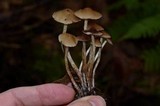 Psilocybe pelliculosa image
