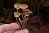 Psilocybe pelliculosa image