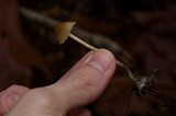 Psilocybe pelliculosa image