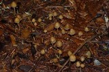 Psilocybe pelliculosa image