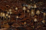 Psilocybe pelliculosa image