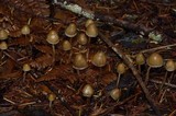 Psilocybe pelliculosa image