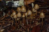 Psilocybe pelliculosa image