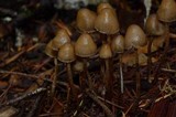 Psilocybe pelliculosa image