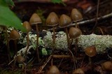 Psilocybe pelliculosa image