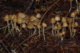 Psilocybe pelliculosa image