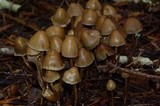 Psilocybe pelliculosa image