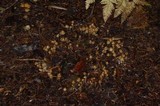Psilocybe pelliculosa image