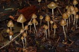 Psilocybe pelliculosa image