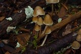 Psilocybe pelliculosa image