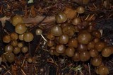 Psilocybe pelliculosa image