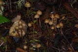Psilocybe pelliculosa image