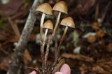 Psilocybe pelliculosa image