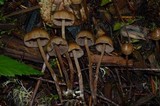 Psilocybe pelliculosa image
