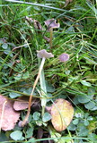 Strobilurus esculentus image