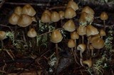 Psilocybe pelliculosa image