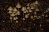 Psilocybe pelliculosa image