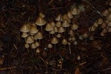 Psilocybe pelliculosa image