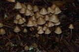 Psilocybe pelliculosa image