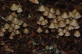 Psilocybe pelliculosa image