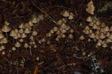 Psilocybe pelliculosa image