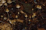 Psilocybe pelliculosa image