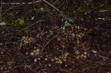 Psilocybe pelliculosa image